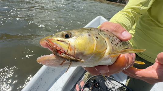Max Fishes Crayfish Under Hoppers on the Colorado River