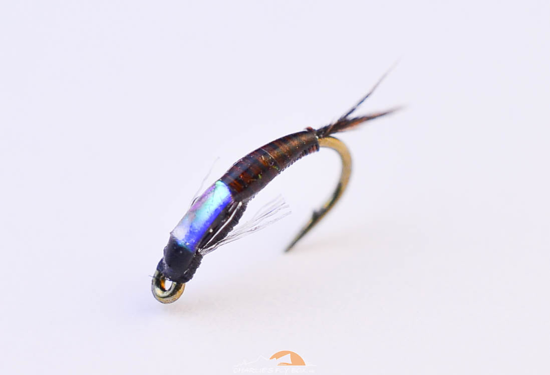 Jujubaetis, Craven's