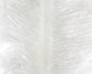 Ostrich Plumes (Herl)