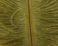 Ostrich Plumes (Herl)