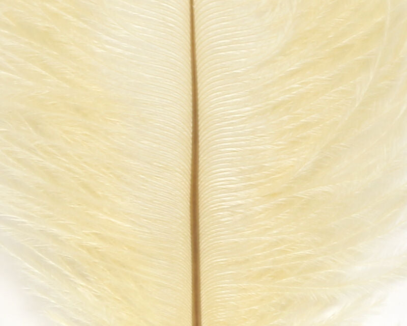 Ostrich Plumes (Herl)