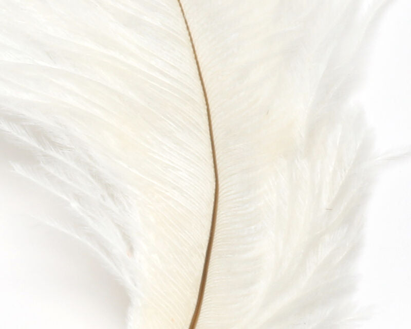 Ostrich Plumes (Herl)