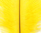 Ostrich Plumes (Herl)