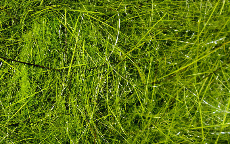 Hare's Ear Plus Dubbing