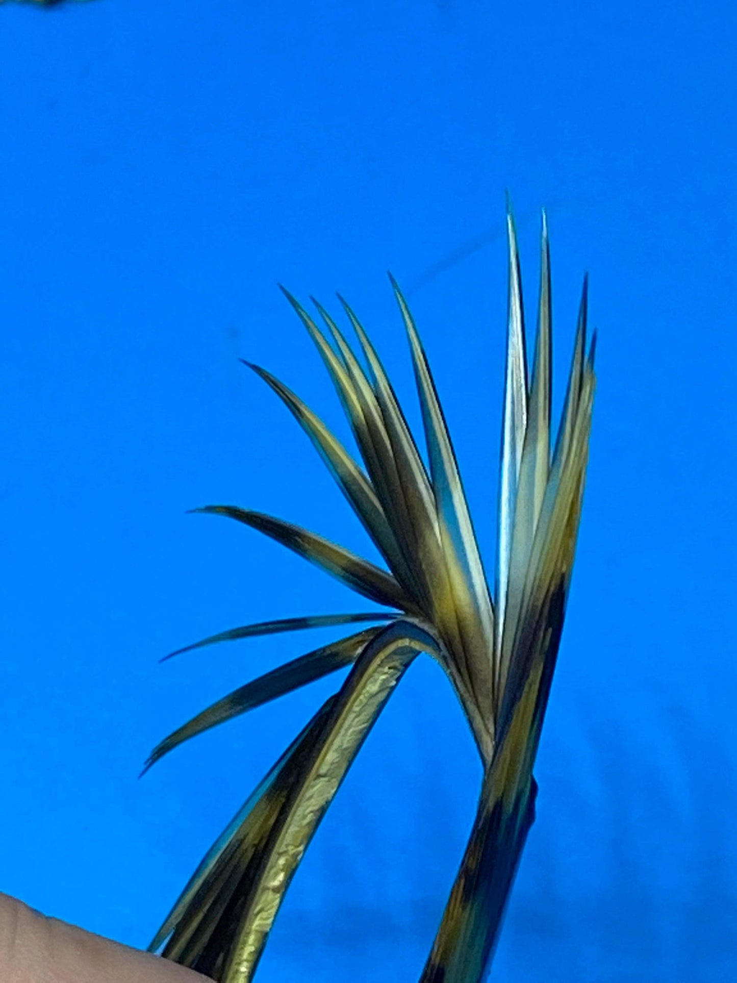 Magpie Materials Custom Dyed Premium Turkey Biots