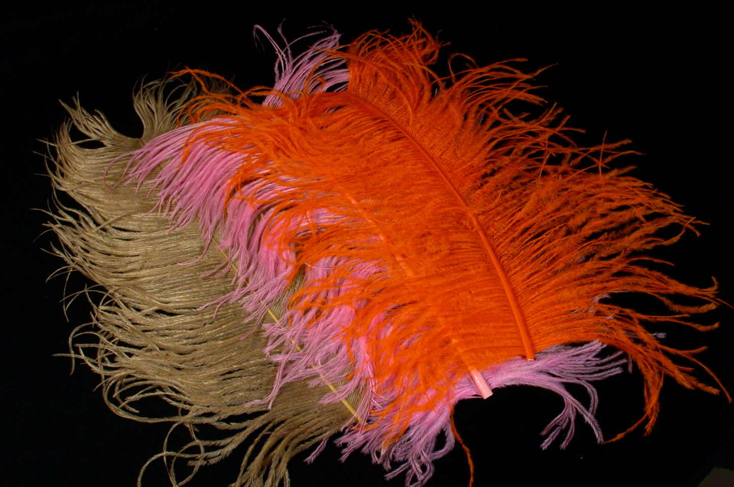 Ostrich Plumes (Herl)
