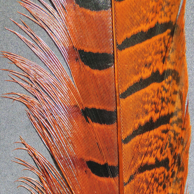 Ringneck Pheasant Tail, pairs