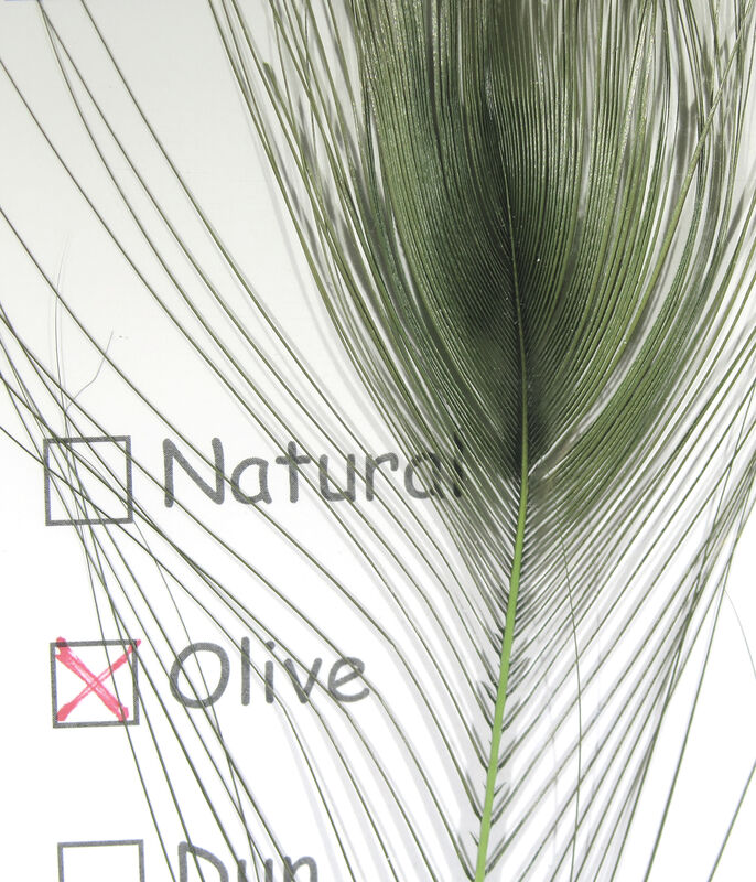 Stripped Peacock Eye