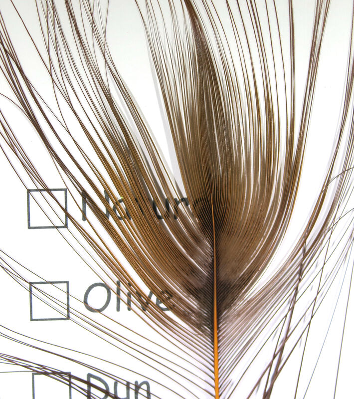 Stripped Peacock Eye